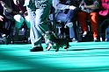 Crufts_dachshunds 092